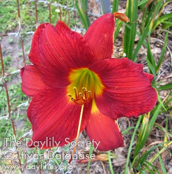 Daylily Lou Hewlett